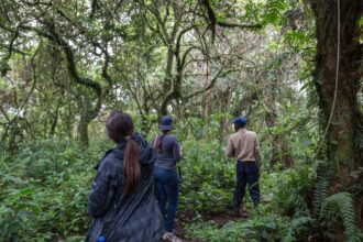 Gorilla trekking in Bwindi forest Uganda