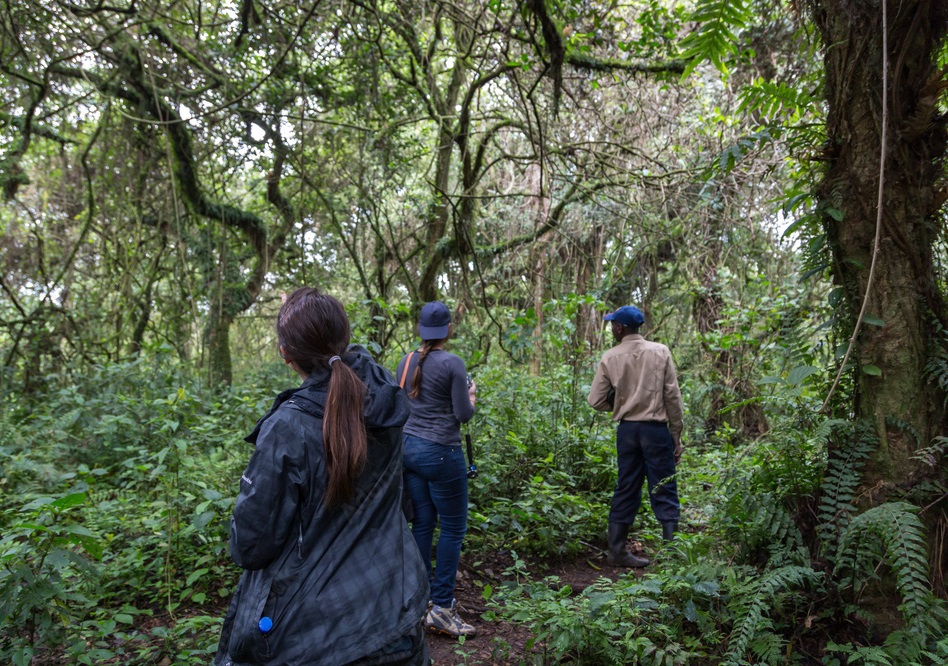 Gorilla trekking in Bwindi forest Uganda