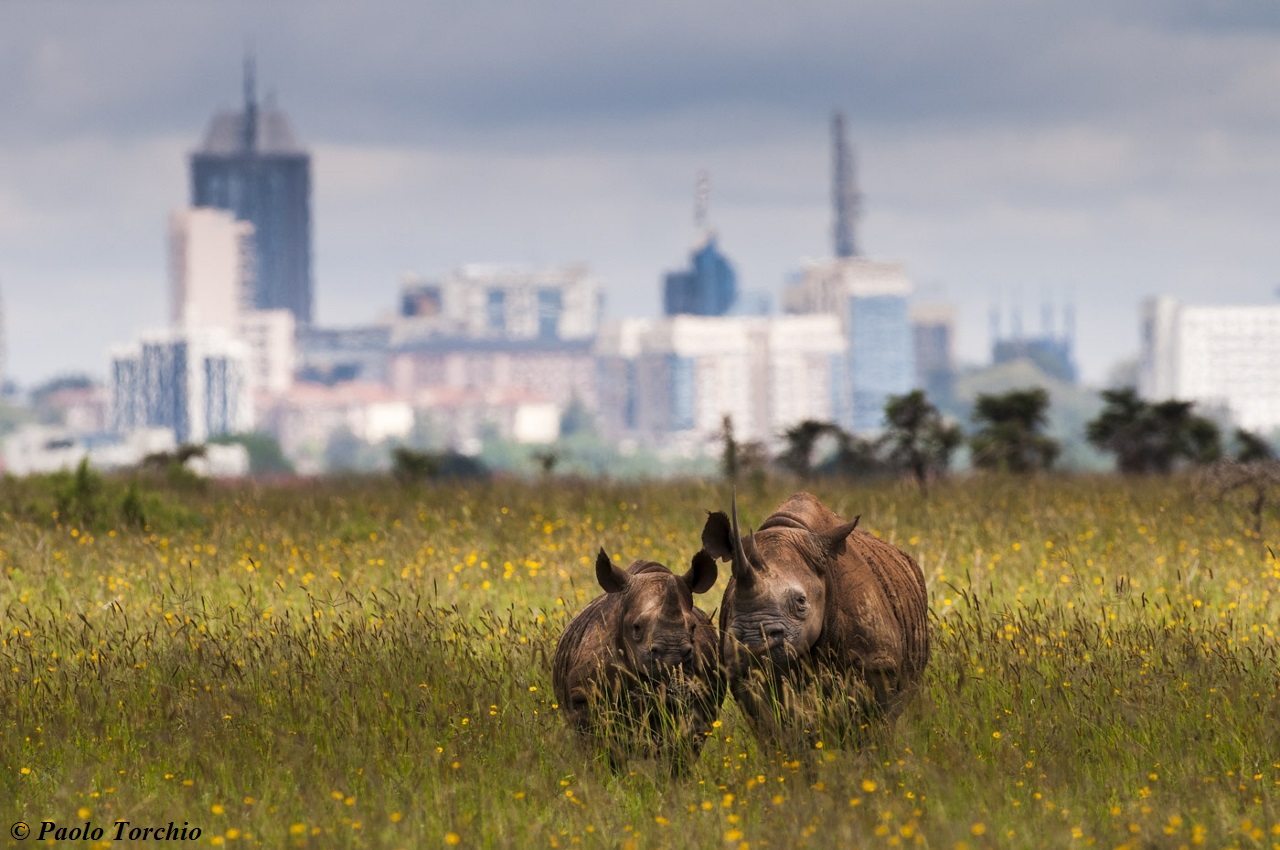 nairobi national park rhino