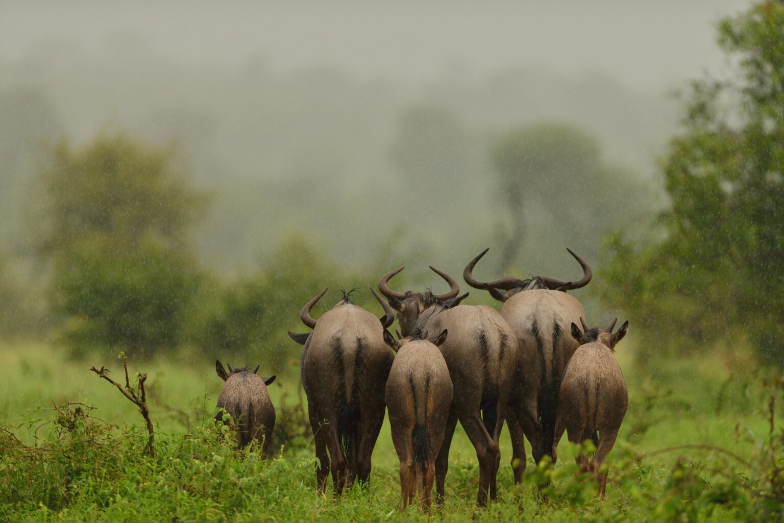 Masai mara safari-wildebeests walking