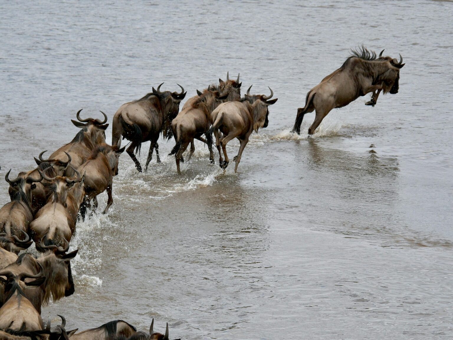 Masai mara wildebeest crossing