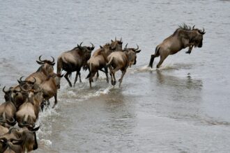 Masai mara wildebeest crossing