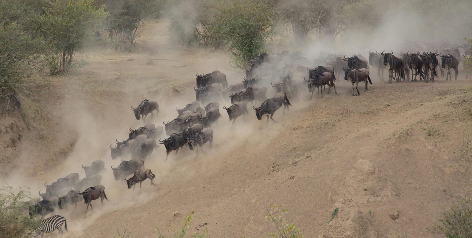 masai mara wildebeest heard