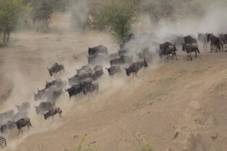 masai mara wildebeest heard