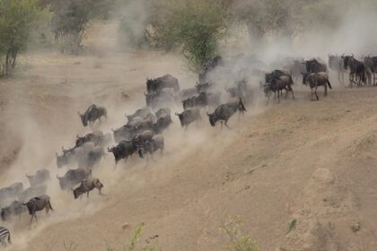 masai mara wildebeest heard