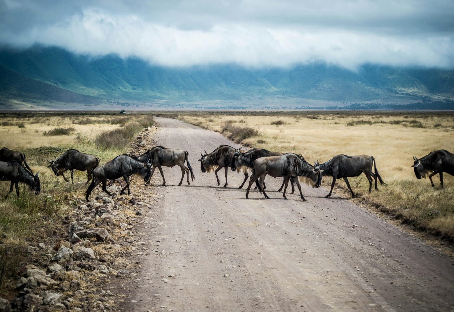 Ngorongoro self drive safari