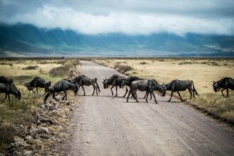 Ngorongoro self drive safari