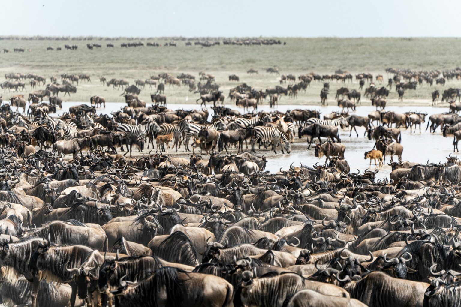 wildebeest serengeti national park Tanzania safari weekly