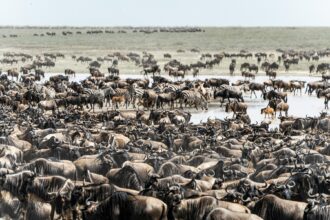 wildebeest serengeti national park Tanzania safari weekly
